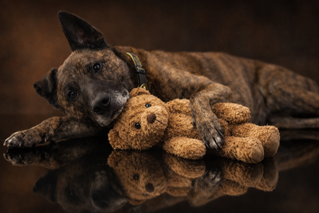 Holländischer Schaferhund mit Teddy kuschelnt