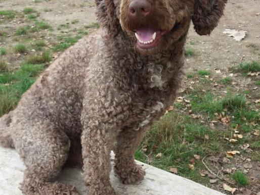 Altriper Hundesportverein Welpenstunde Basis Obedience