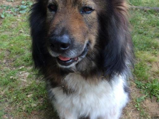 Altriper Hundesportverein Welpenstunde Basis Obedience