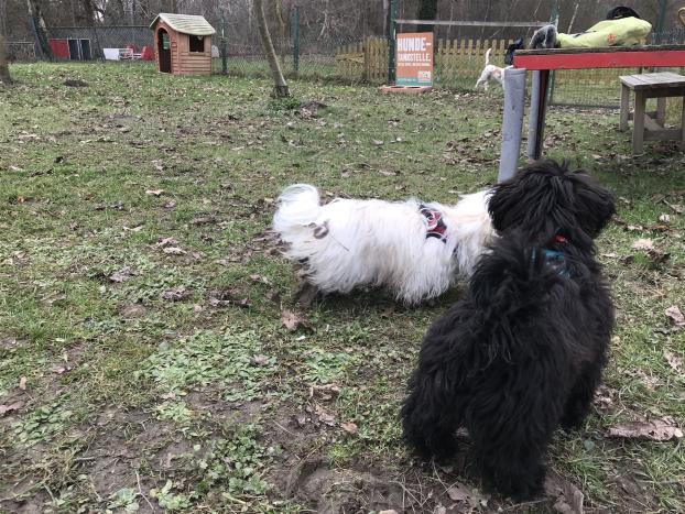 Altriper Hundesportverein Welpenstunde Basis Obedience