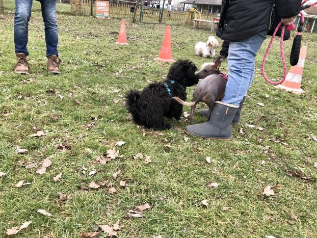 Altriper Hundesportverein Welpenstunde Basis Obedience