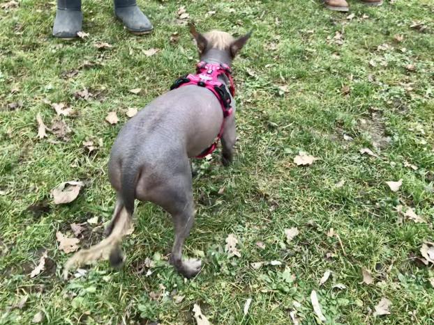 Altriper Hundesportverein Welpenstunde Basis Obedience