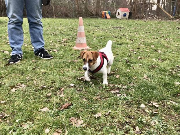 Altriper Hundesportverein Welpenstunde Basis Obedience